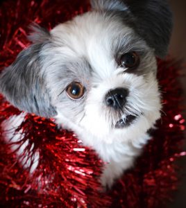 Dog in tinsel