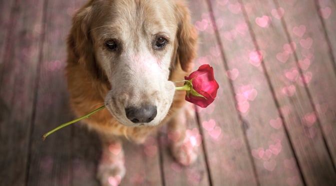 are roses poisonous for dogs