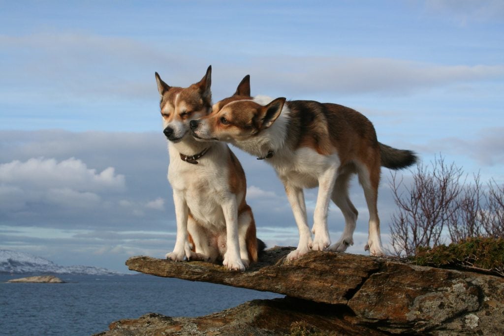 Doggie dating service