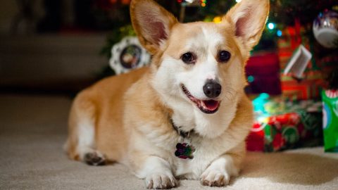 Corgi under a Christmas tree