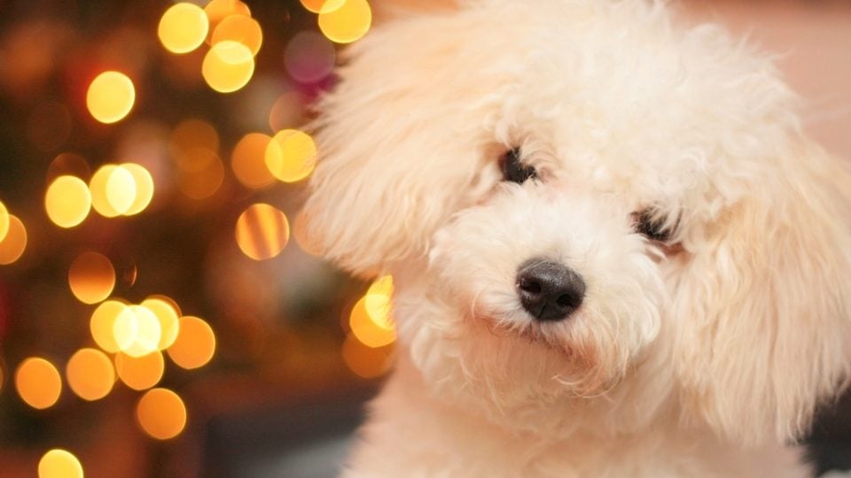 Holiday hazards for dogs - dog with holiday lights