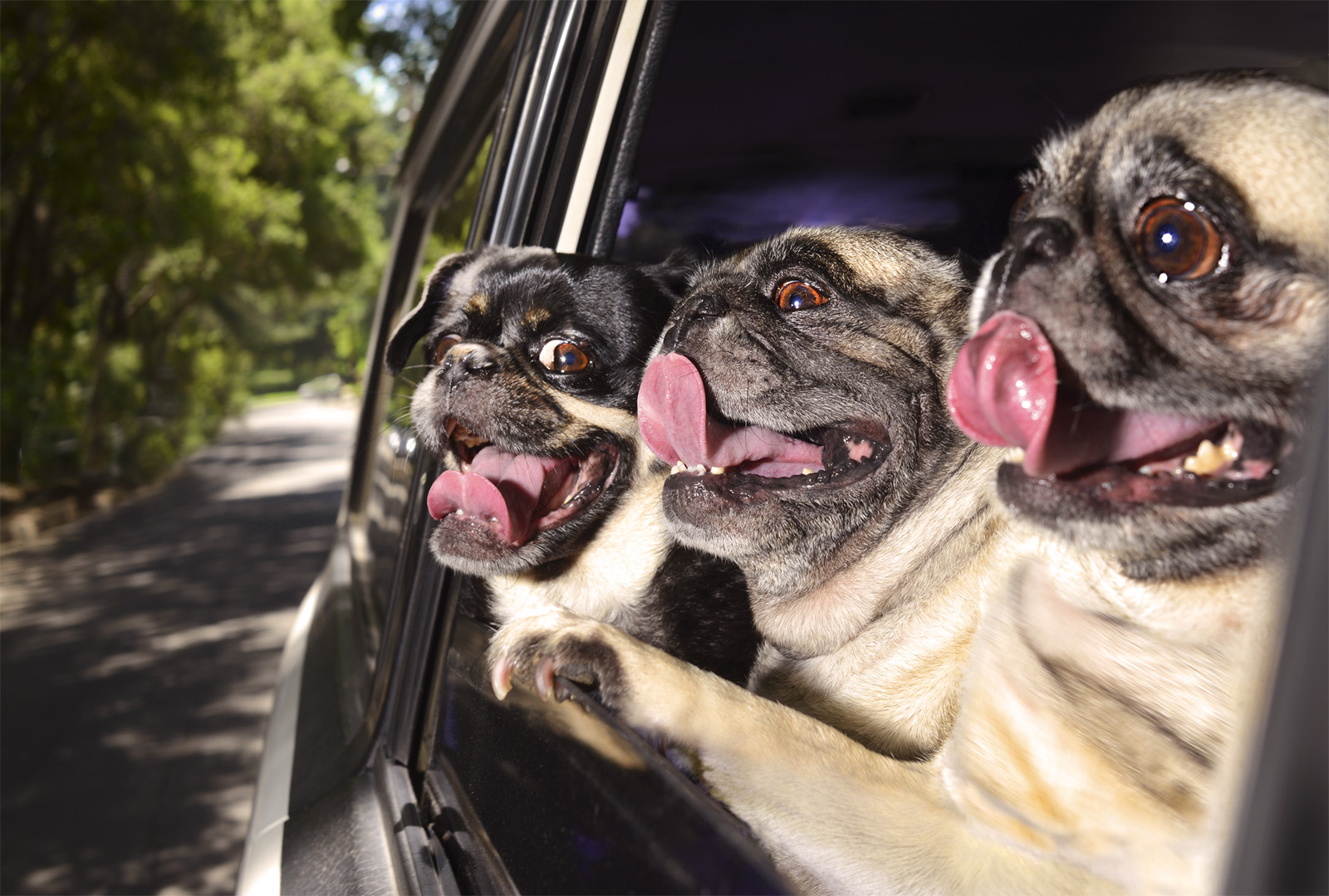Lara Jo Regan, Dogs in Cars - Best dog photography