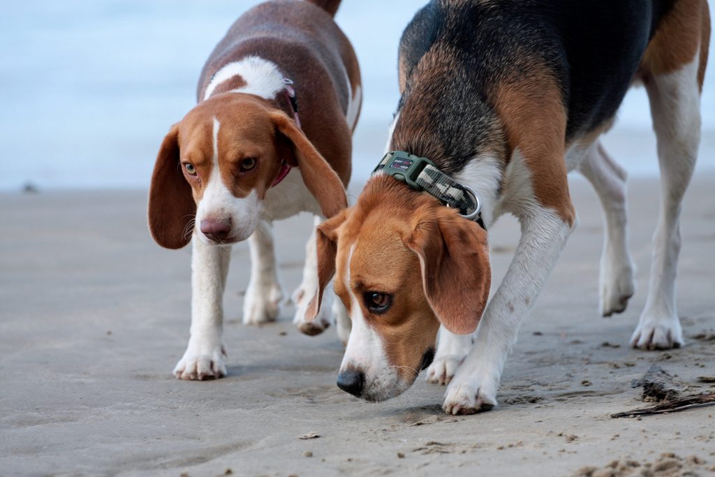 beagle en train de renifler le sable