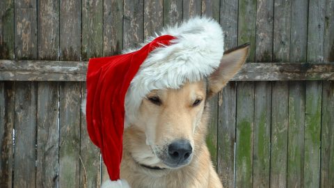 Dog in a Santa hat - dog friendly Boston holiday events