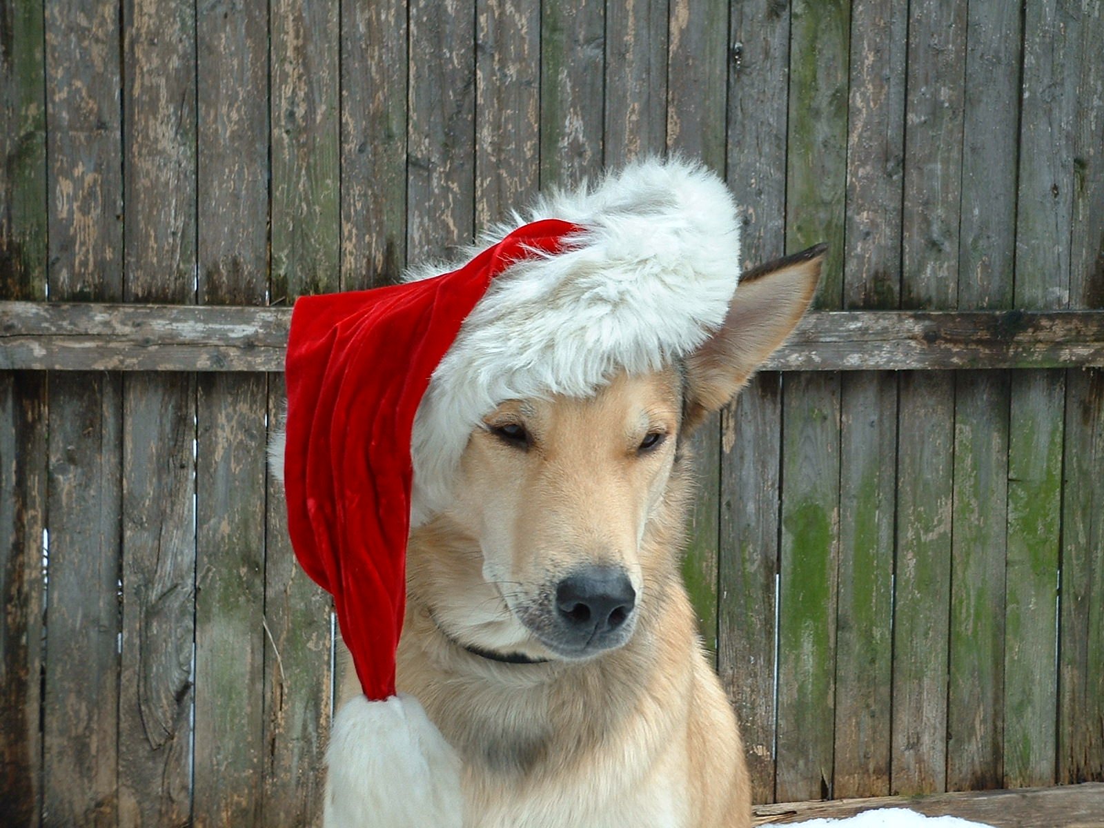 Dog in a Santa hat - dog friendly Boston holiday events