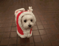 slow-blink-santa-pup