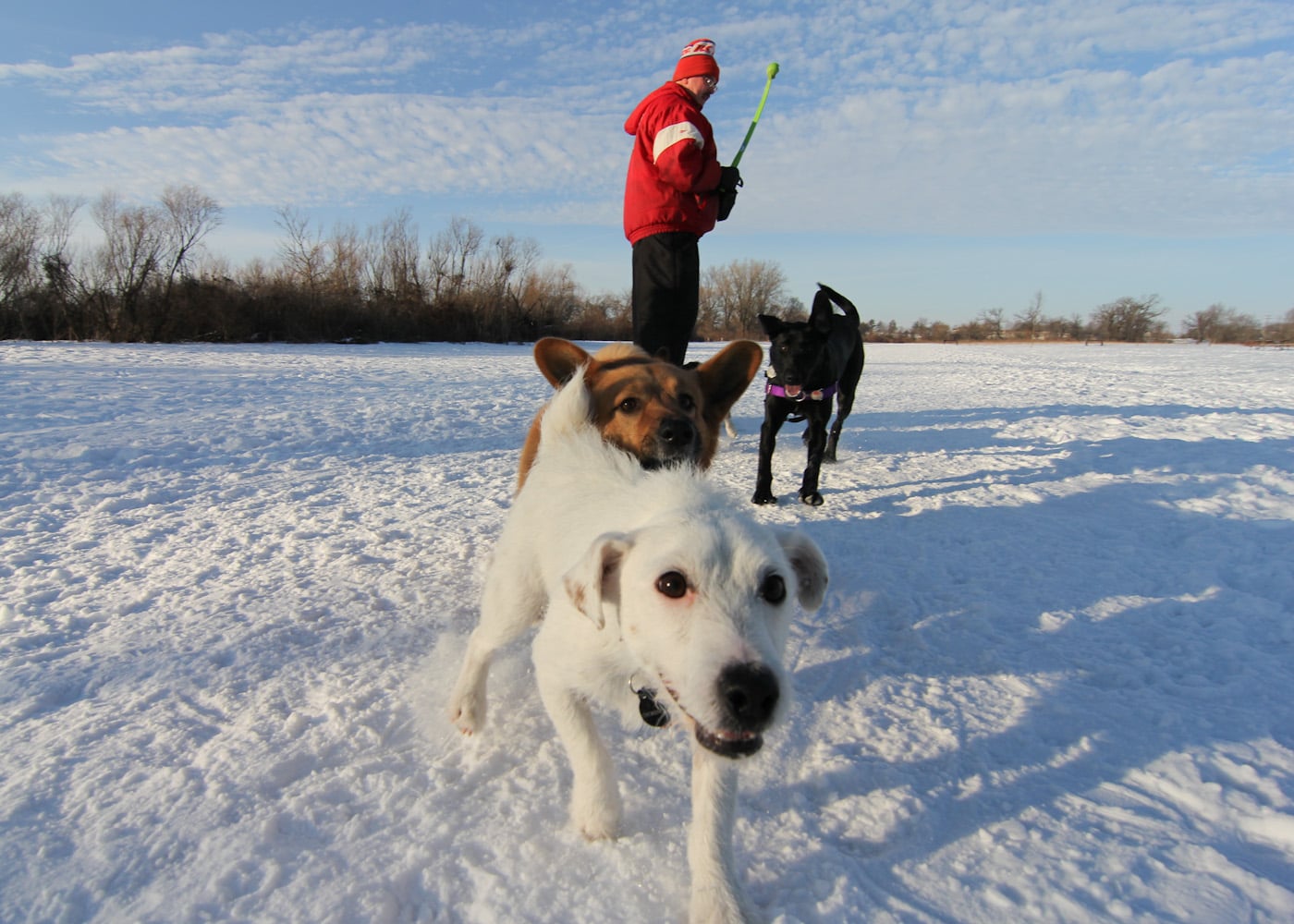 Zo Help Je Jouw Hond Veilig De Winter Door The Dog People Door Rover Com