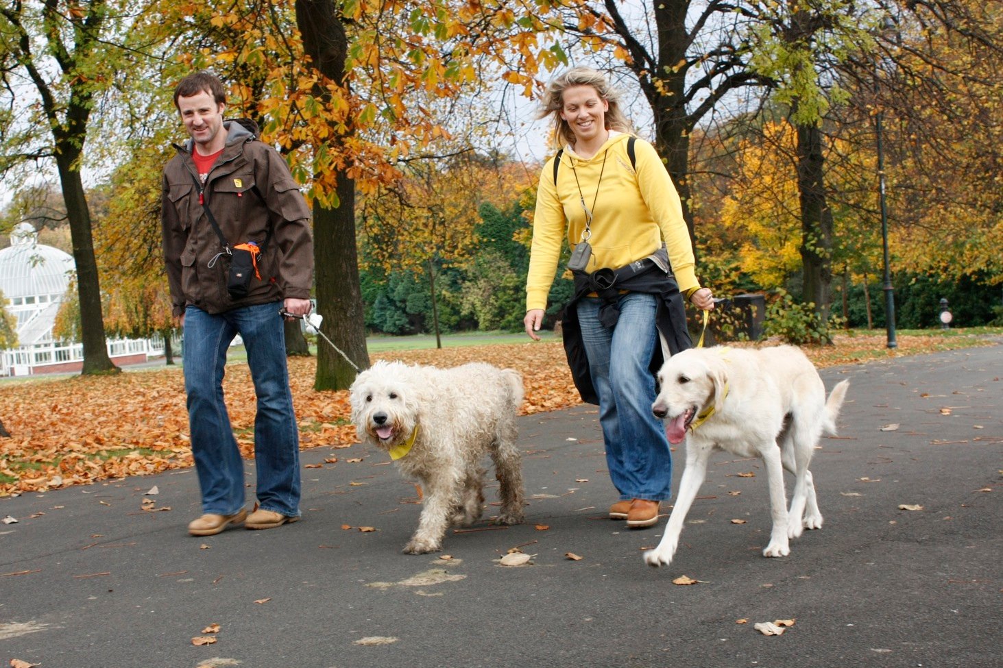 Benefits Of Walking Your Dog Daily Benefits Of Walking Your Dog Daily