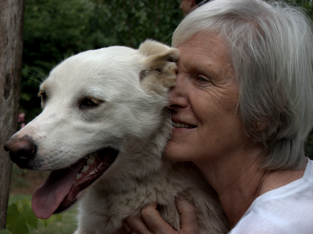 When Is It Okay To Euthanize A Pet Rover Blog