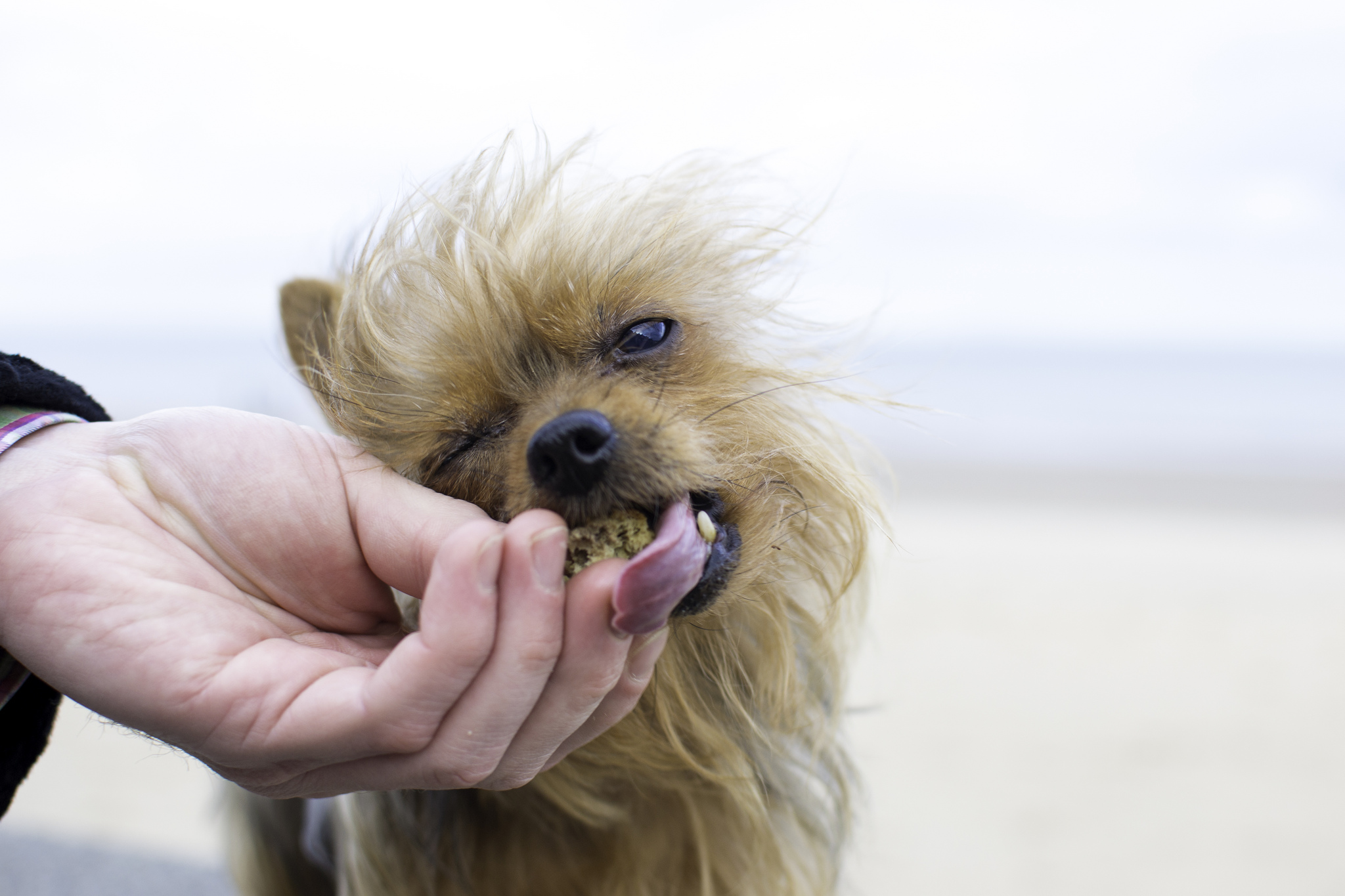 can dogs eat cottage cheese can dogs eat cheese rover can dogs eat cottage cheese can dogs eat cheese rover
