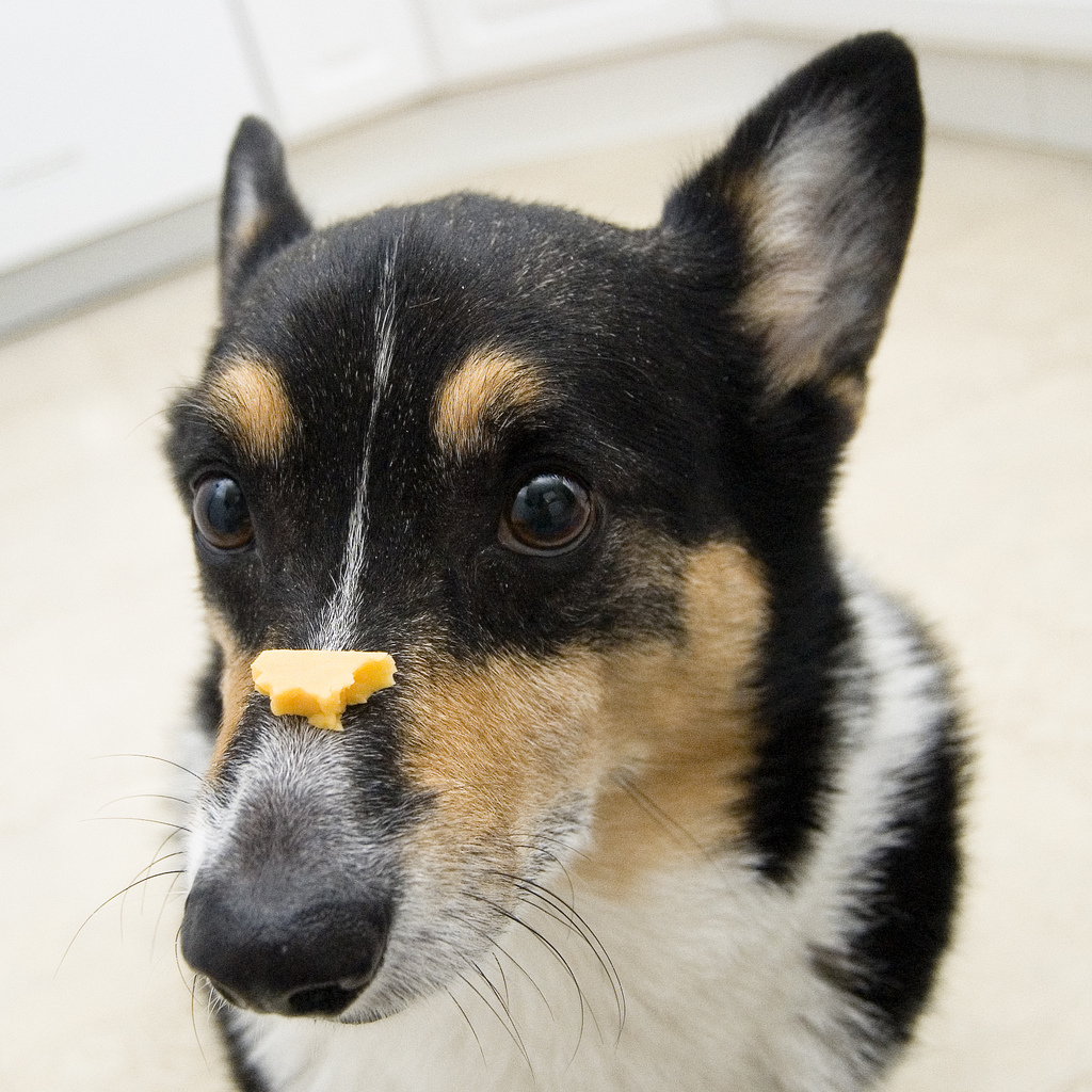 can dogs eat cheese can dogs eat cheese rover can dogs eat cheese can dogs eat cheese rover