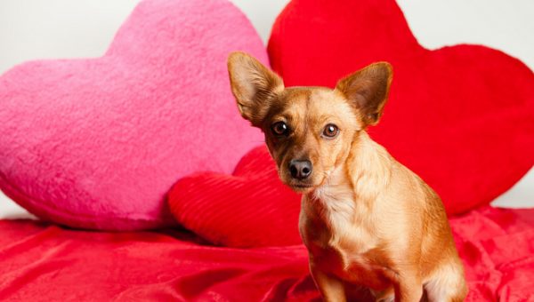 Where Should New Adopted Dog Sleep Where Should New Adopted Dog Sleep