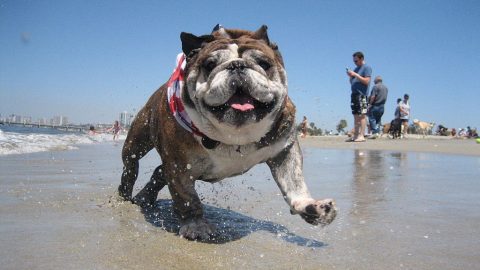 Dog running on a beach - dog friendly beaches oahu