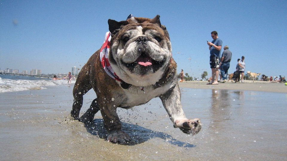 Dog running on a beach - dog friendly beaches oahu
