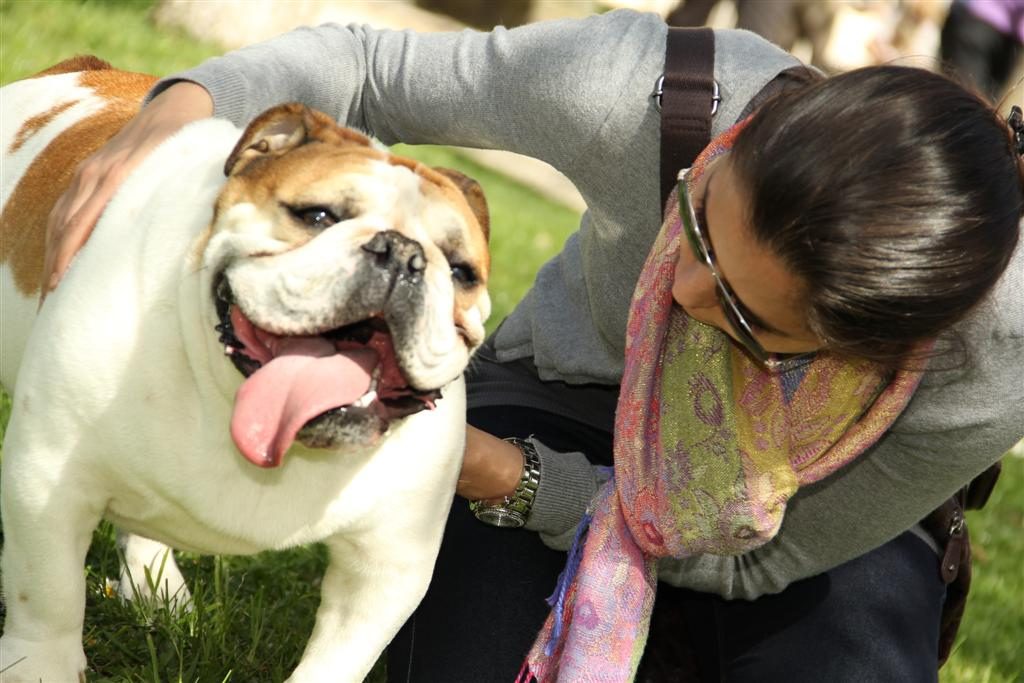bulldog breathing heavily in the heat