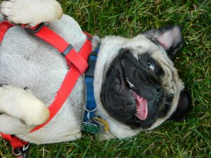 Dog Breathing Sounds Like Snoring Dog Breathing Sounds Like Snoring