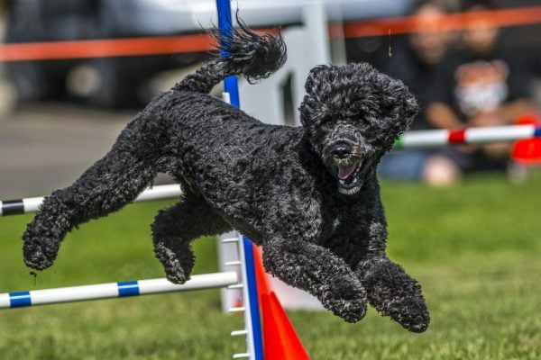 Portuguese Water Dog jumping hurdle