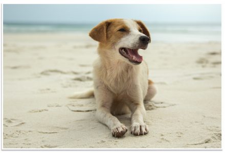 dog-beach-440x300.jpg