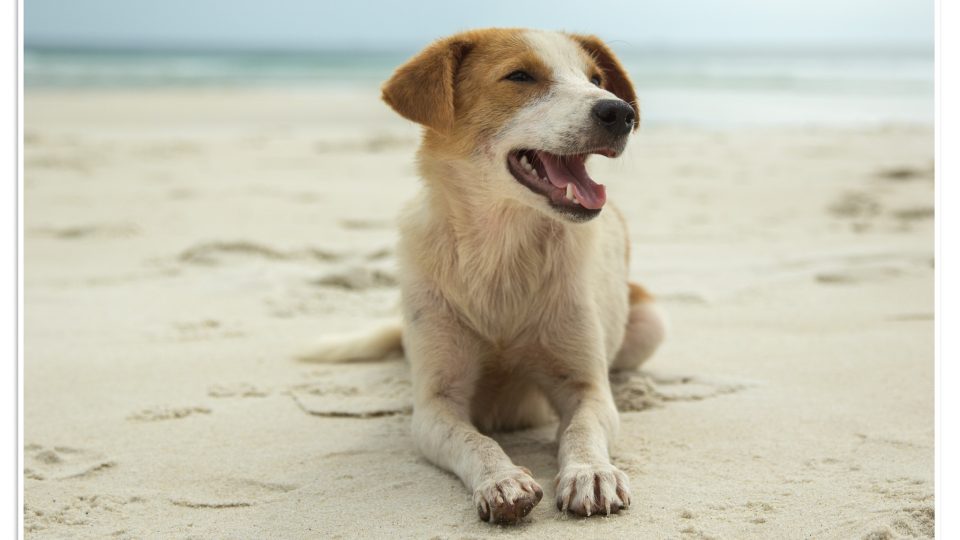 Dog on a beach