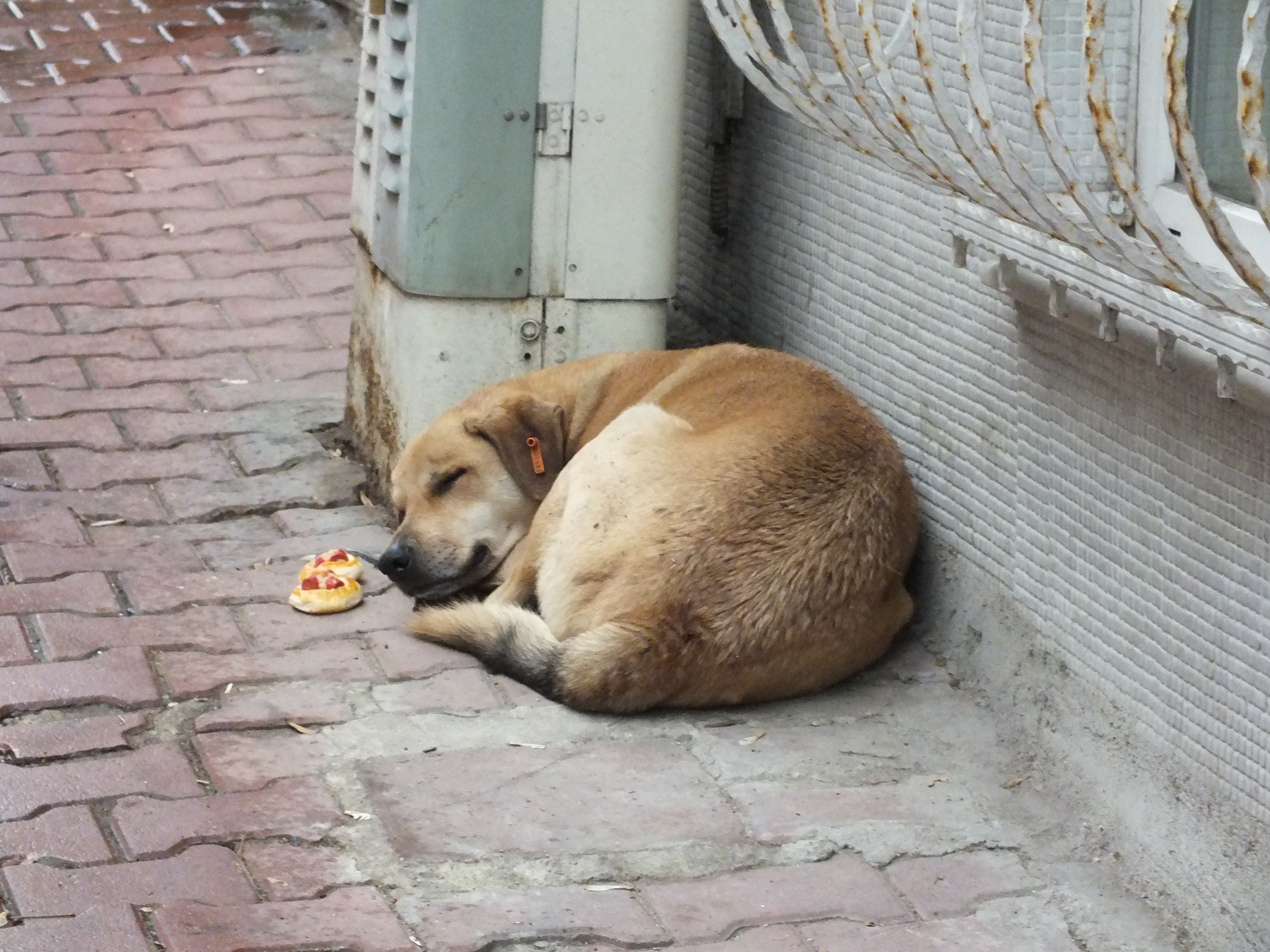 Why Does My Dog Eat Goose Poop? Exploring the Reasons and Solutions