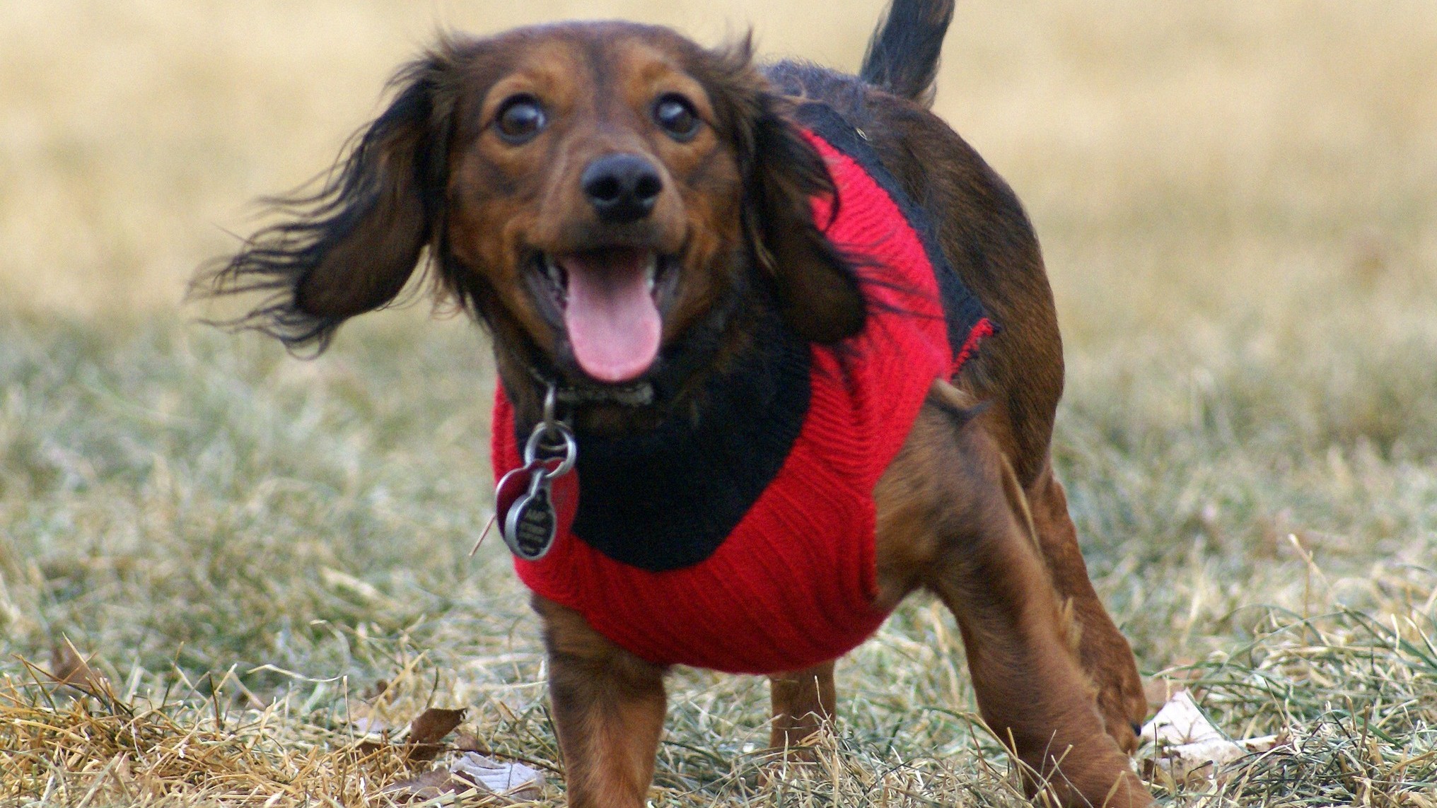 do dogs need sweaters