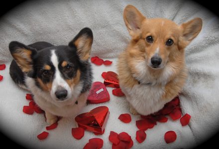 Pet sitters dog valentine