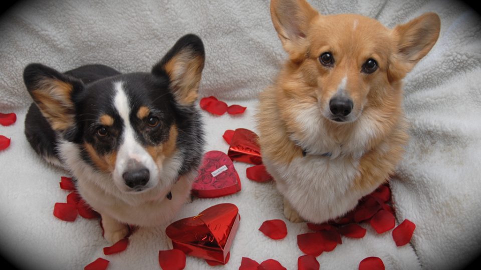 Pet sitters dog valentine