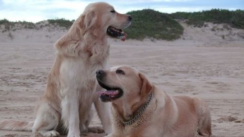 Dogs on a beach - Norfolk dog parks
