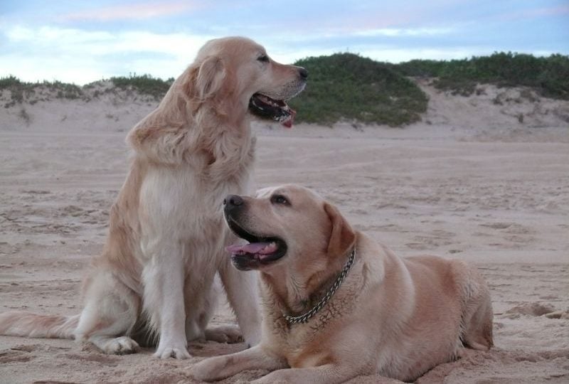 Dogs on a beach - Norfolk dog parks