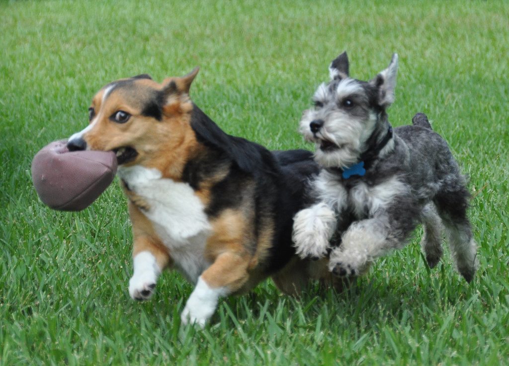Boston Themed Dog Names Boston Themed Dog Names