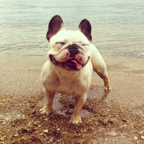frenchie on the beach
