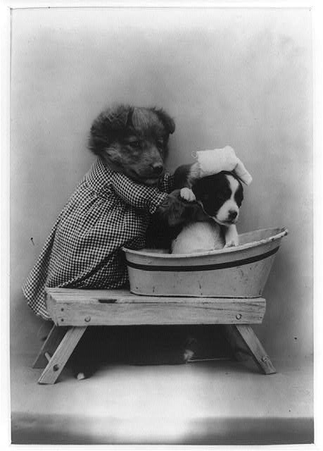 funny vintage dog photography bath day