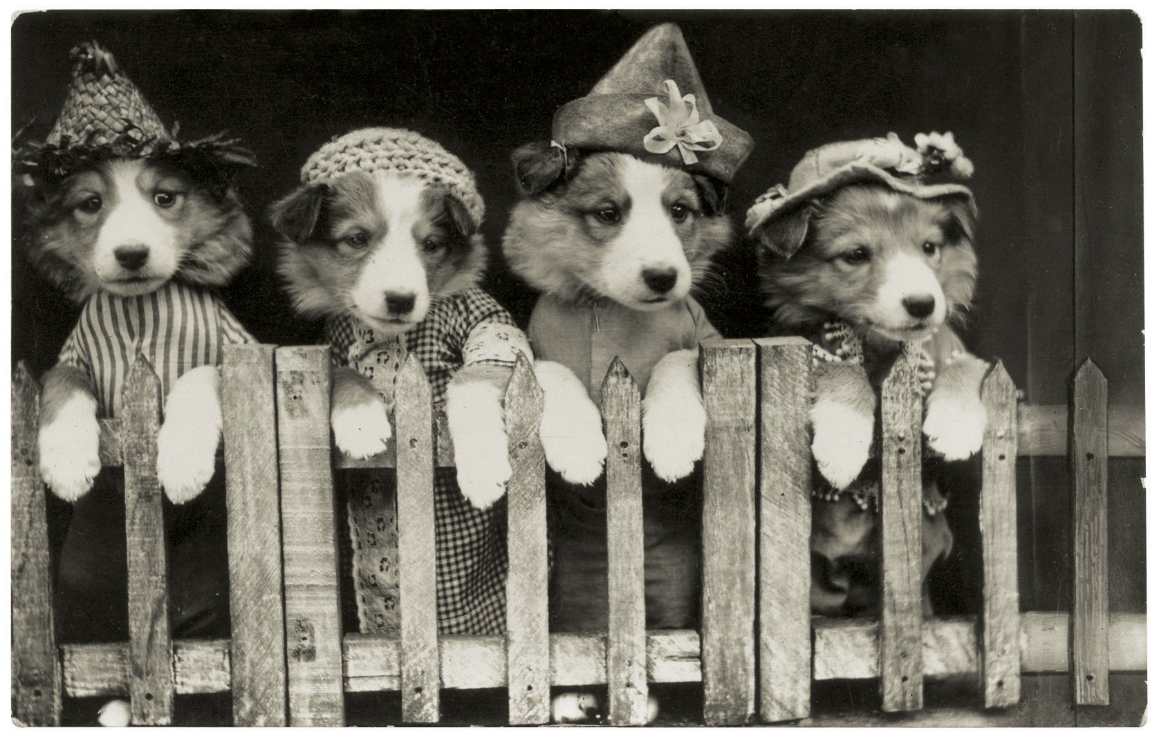 Best Dogs For Grandparents Best Dogs For Grandparents