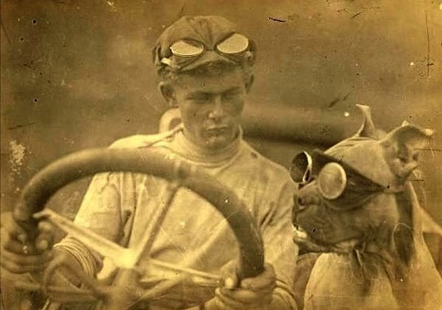funny vintage dog photography driving