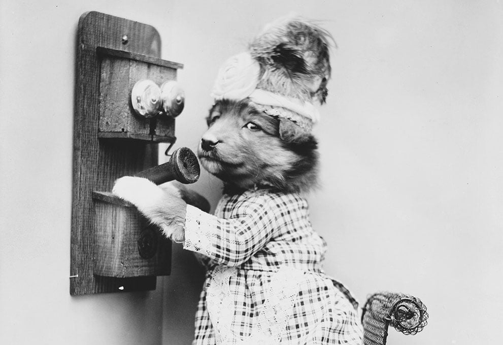 funny vintage dog photography making a date