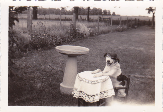funny vintage dog photography picnic