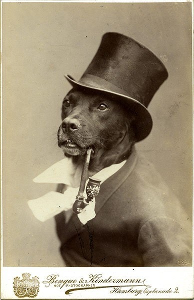 funny vintage dog photography pipe and top hat