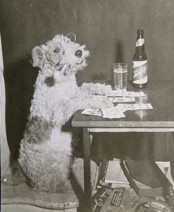 funny vintage dog photography poker