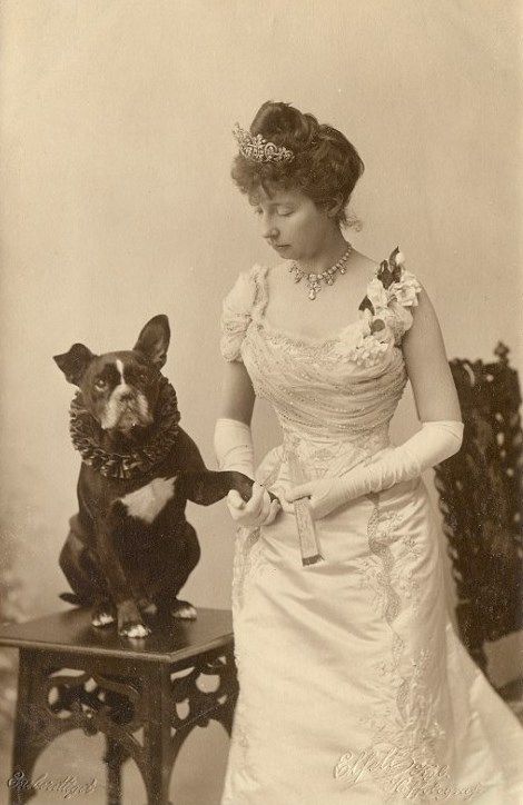 funny vintage dog photography royalty