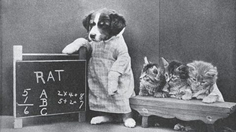 funny vintage dog photography school days