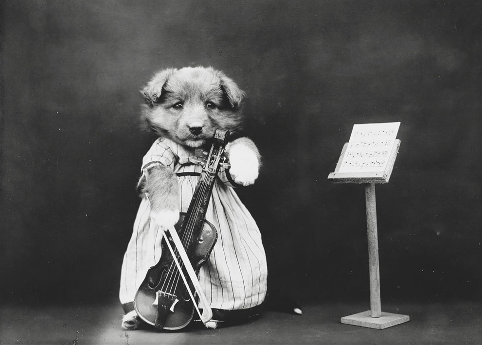 funny vintage dog photography the prodigy