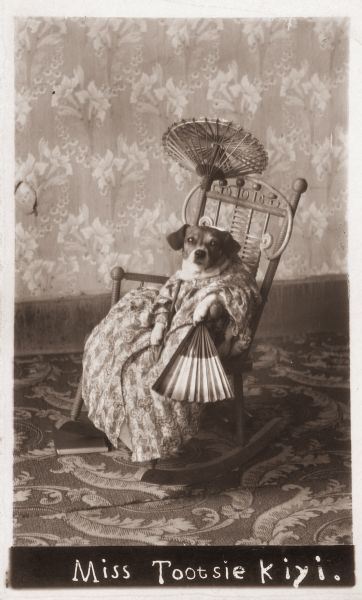 funny vintage dog photography tootsie kiyi