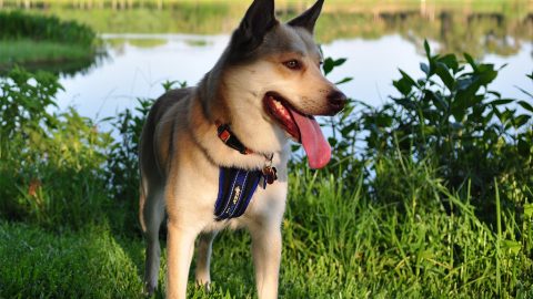 Dog in a Florida dog park
