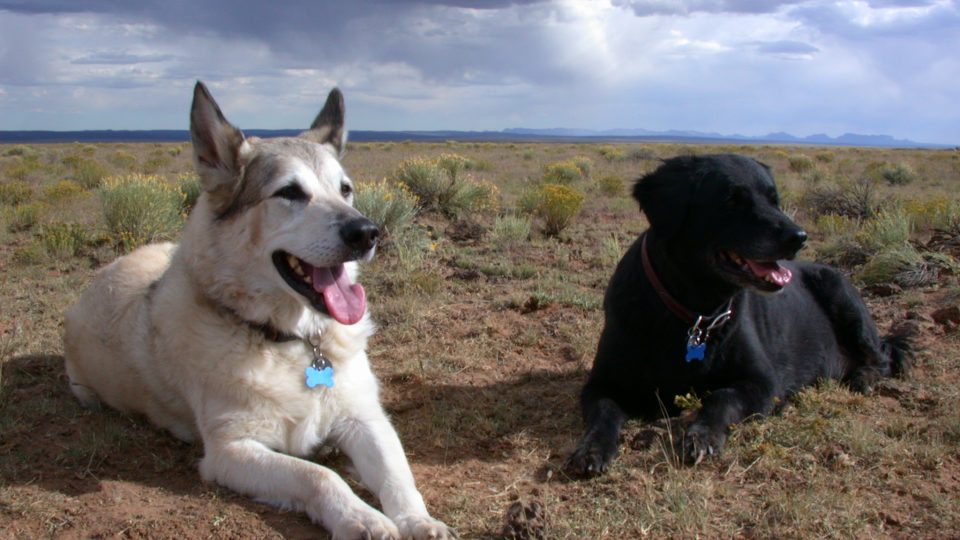 dog friendly New Mexico