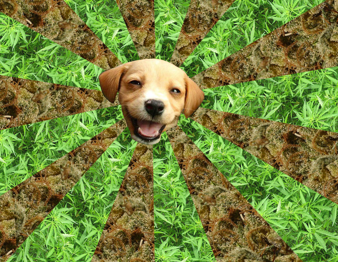 San Francisco marijuana dog treats