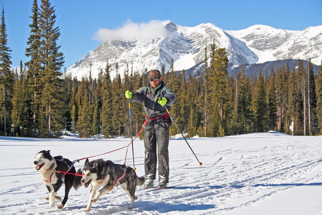skijoring with dogs