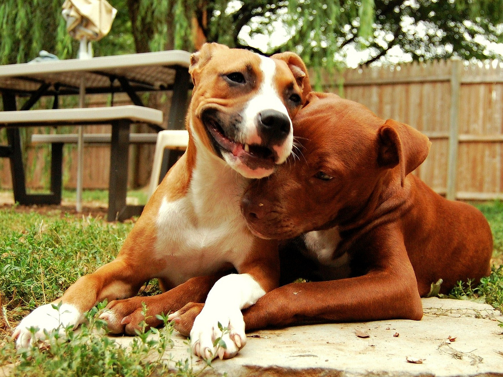 How to Help a Stray Dog Rover Blog