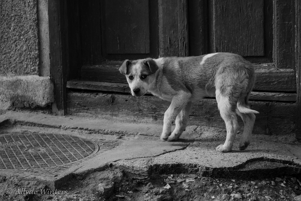 how to a stray how to help a stray rover how to a stray how to help a stray rover