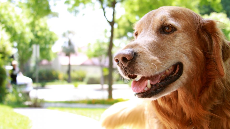 rover sitting 4 pet sitting tips for starting strong in 2015 rover rover sitting 4 pet sitting tips for starting strong in 2015 rover