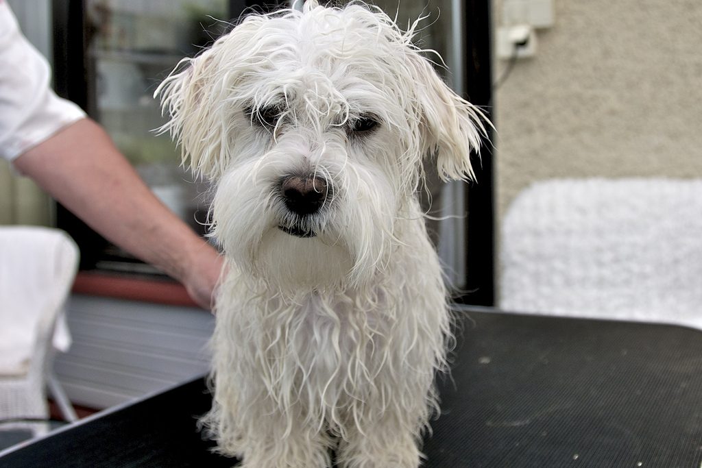 Wet Maltese dog